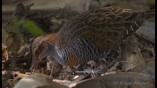 Buffbanded Rail Gallirallus philippensis 4 [upl. by Erdnael]