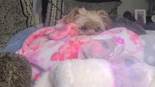 Nighty Night Rylie loves You ❤️ 💤 goodnight yorkies viralvideo Rylie [upl. by Aimar]