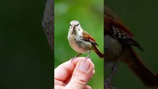 Thryophilus sinaloa A Hidden Gem of Mexico BirdWatching BirdSongs [upl. by Ativad]