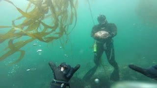 Wahoo Man Trophy abalone diving and spearfishing [upl. by Cami]