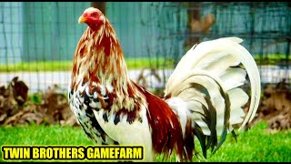 Spangled Mclean Hatch Sweater Asils  TEIN BROTHERS GAMEFARM [upl. by Scibert]