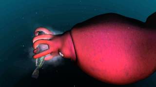 Mysterious world of the colossal squid [upl. by Yesdnil]