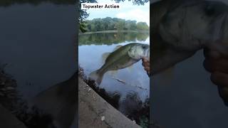 Whopper Plopper Action From Yesterday bassfishing fishing topwater sunset [upl. by Hehre]