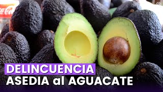 CRIMEN ORGANIZADO pone en RIESGO la COMERCIALIZACIÓN del AGUACATE MICHOACANO [upl. by Atikal]