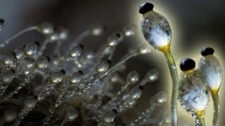 Fungus Cannon In Super Slow Motion  Slo Mo  Earth Unplugged [upl. by Teews]