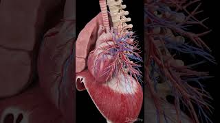 Basic heart physiology song  heart song trending [upl. by Rhtaeh]