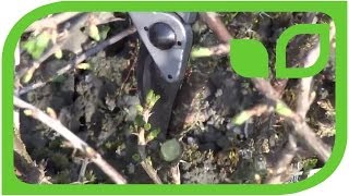 How to prune a gooseberry bush [upl. by Ahsinahs]