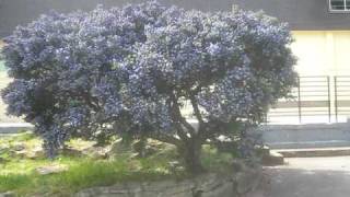 California Lilac Trees on Salt Spring Island [upl. by Desta383]