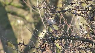 Couess Arctic Redpoll Hazlewood Common Suffolk 281117 [upl. by Ykvir]