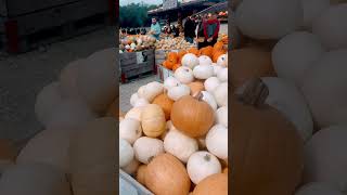 Pumpkin market in Swiss Bülach [upl. by Poulter]