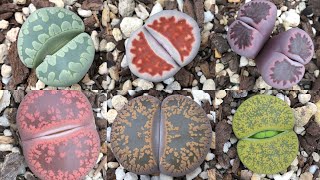 How to Repot Lithops  Hybridisation and Collection [upl. by Bartolome391]