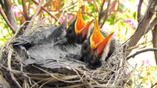 EDT3470 The Life Cycle of Birds [upl. by Keene155]