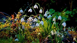 Garden of Eden  Snowdrops in The Hidden Citygarden  Harry Pierik  Documentary [upl. by Enomal]