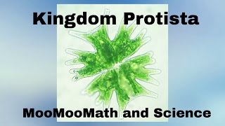 Kingdom Protista [upl. by Shiverick316]