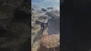 crayfish catcher dog waves rockfish ocean nature [upl. by Llenoil]