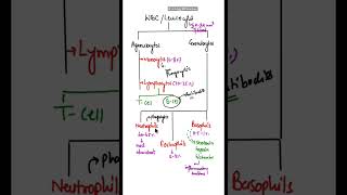 Difference between Granulocytes amp Agranulocytes shorts basophils neutrophils eosinophils [upl. by Henryk596]