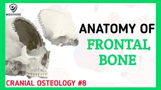 Frontal Bone Anatomy  Cranial Osteology 8 [upl. by Skolnik]