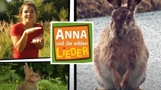 Kaninchen oder Hase  Kinderlied mit Tieren  Anna und die wilden Lieder [upl. by Drarig110]