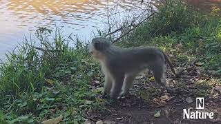 nature  Monkey  animal  forest  beautiful scenery  relaxing clip  PT 12  🐵🐒🏞️🌄🤩😍🥰❤️💕 [upl. by Eeclehc]