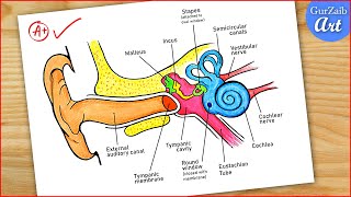 Ear Diagram drawing Colour  easy way  Draw Human Ear anatomy  Step by step for beginners  CBSE [upl. by Tuorah297]