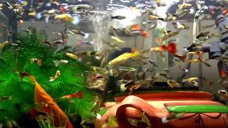 The best way to feed million guppy Guppiesfish in aquarium FISHtank [upl. by Eirb]