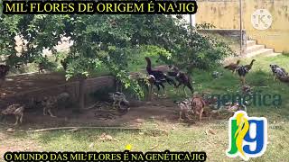 ÍNDIO GIGANTE MIL FLORES DE ORIGEM É NA GENÉTICA JIG  O MUNDO DAS MIL FLORES [upl. by Yot]