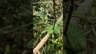 The most beautiful snake in Mexico Guatemala palm pitviper [upl. by Ahsieni329]