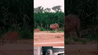 Leopard attack on innocent capybara 😱  Animal fighting video  ytshorts shorts [upl. by Aniloj]