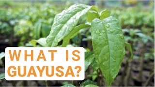 What is Guayusa [upl. by Sheedy398]