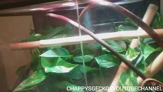 BIG CRESTED GECKO VIVARIUM LIVE PLANTS 24X18X36 [upl. by Giliane348]