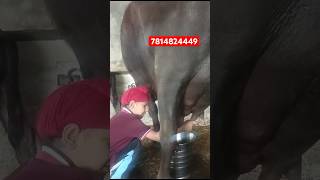 sonu Randhawa Dairy Farm best viralvideo shortsvideo [upl. by Franni]