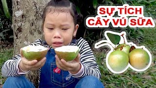 Truyện Dân Gian  Sự Tích Cây Vú Sữa ❤ Susi kids TV ❤ [upl. by Lodge169]