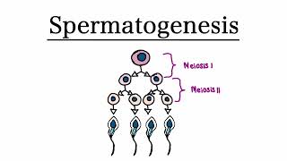 Spermatogenesis  MCAT Biology [upl. by Anitsua12]