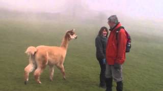 When Alpacas Attack [upl. by Shanly]