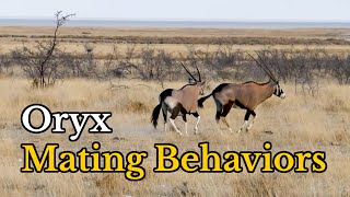 Surprising Facts about Oryx GazellasGemsboks’ Mating Behaviors [upl. by Madella75]