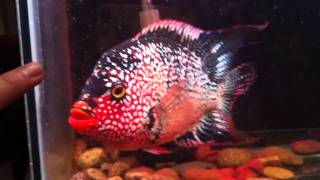 Red Texas  Cichlid [upl. by Bushore958]