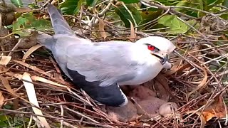 Blackwinged kite Birds take care of babies [upl. by Fording563]