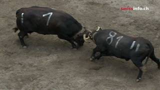 Cow fighting in Switzerland [upl. by Hsetirp]