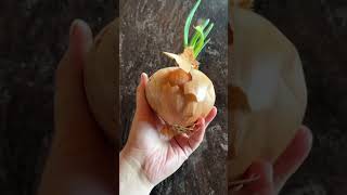 how to grow onions from onions [upl. by Auqinihs]