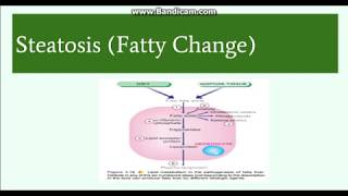 Fatty change Steatosis Etiology Pathogenesis and Morphology [upl. by Bartram]