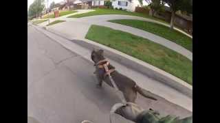 Dog pitbull Pulling Skateboard 2013 [upl. by Noied]