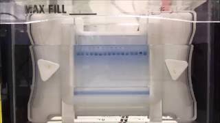 Gel electrophoresis timelapse video SDSPAGE [upl. by Lenes]