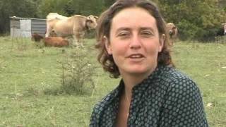 Elevage BIO quotles AUBRAC du Laoulquot [upl. by Yenahs]