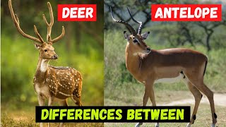 Whats The Differences Between Deer and Antelope  Comparison and Hidden Facts [upl. by Desta]