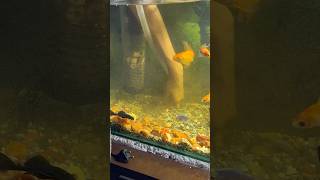 Aquarium Water Change aquarium petfishlover fishtank golfish petsvlog pets [upl. by Tandi800]