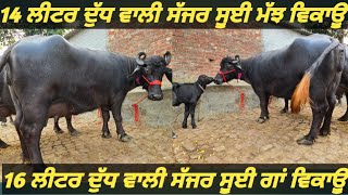 two buffalo and one cow for sale ਦੋ ਮੱਝਾਂ ਇਕ ਸੱਜਰ ਸੂਈ ਗਾਂ ਵਿਕਾਊ bestcowbestbuffaloforsale [upl. by Llerred134]