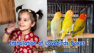 Lovebirds Breeding Boxes Installed  Season 20232024 [upl. by Ahsenra]