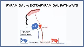 Pyramidal vs Extrapyramidal Pathways Explained [upl. by Ahsenik]