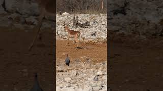 Springbok at Etosha National Park Namibia [upl. by Ateiluj645]