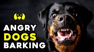 Angry Dogs Barking Sound Effect [upl. by Cedric]